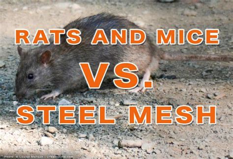 can rats chew through sheet metal|can mice chew through aluminum.